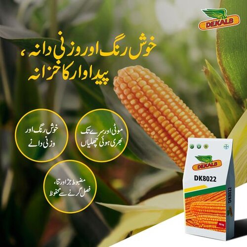 Dk 8022 Hybrid Corn Seed 10kg Monsanto Dekalb Bayer Maize Seeds موسمی مکئ ڈیکالب ہائبرڈ