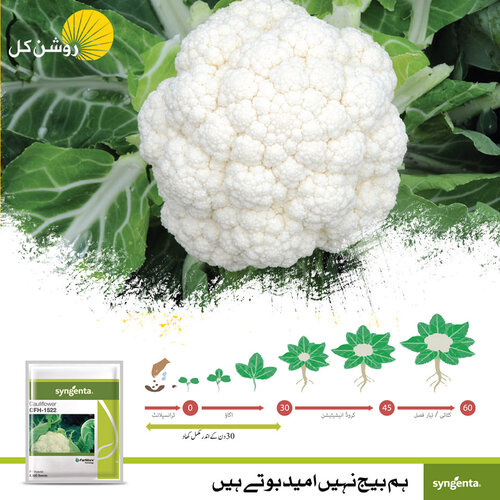 2nd Cfh 1522 2500 Seeds F1 Hybrid Cauliflower Treated With Fludioxonil 2.5ks Syngenta Pakistan Limited Gobi Ka Beej