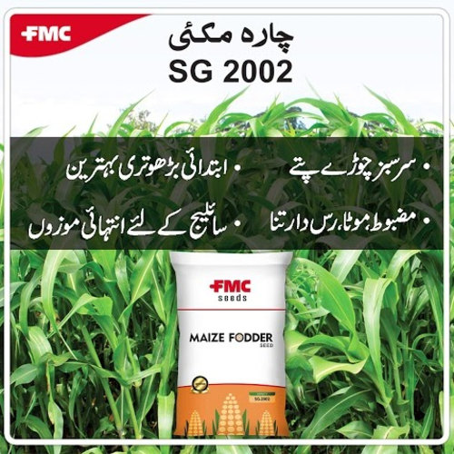 2nd Pak Afgoi Sg - 2002 Certified 20kg Fmc Fodder Corn Seed Chara Makai