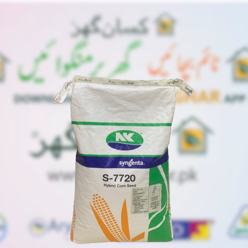 Nk 7720 Corn Seed 10kg Syngenta Seeds Pakistan | Autumn Corn Seed | Grain Corn | Hybrid Corn Seed | Top Quality Corn Seed Maize Seed