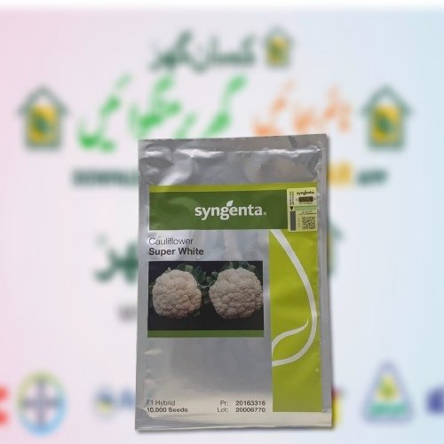 Cauliflower Super White F1 Hybrid Syngenta Seeds 10000 Seeds in 1 Packs One of the best for season Phool Gobi Beej