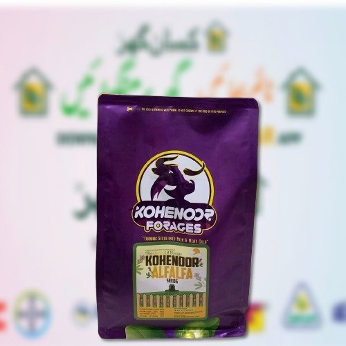 Kohenoor Alfalfa Lucerne Seeds 1kg Sada Bahar best fodder crop of Winter Multicut Fodder Turning Seed into Milk and gold Kohe e noor forages Dairy seeds Perenial Variety Safa Seeds alfa alfa