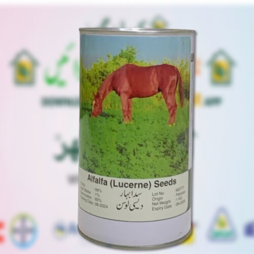 2nd Alfalfa Lucerne Seeds 1kg Sada Bahar Desi Lunern Seed Moon Star Best Fodder crop of Winter Multicut Fodder