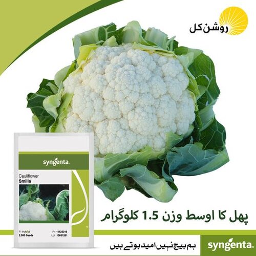2nd Smilla 2500 Seeds F1 Hybrid Cauliflower Treated With Fludioxonil 2.5ks Syngenta Pakistan Limited Gobi Ka Beej Smila Shmila