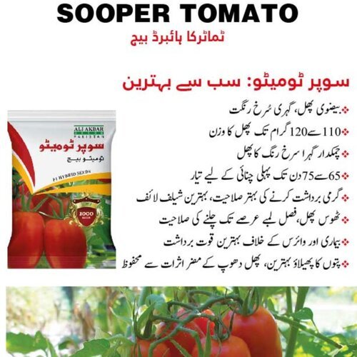 2nd Super tomato Beej 3000 Seeds in 1 pack F1 Hybrid Seeds Ali Akbar seeds Target Tomato Seed