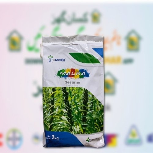 Sesame Seed 2kg Chahat/Malkha Tarzan Fourbrothers Group Seasame Till Seed Pure Oranic White Sesame Seed Bushi  Malka Anmol Type Bushy Plant