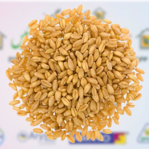 Dwb 187 5kg Wheat Seed Indian Wheat High Potential Variety Of Wheat 
