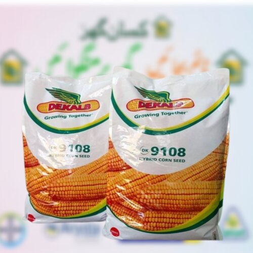 2nd Dk 9108 Hybrid Corn Seed 10kg Monsanto Dekalb Bayer Maize Seeds Spring Corn ہایبریڈ بیج بہار یہ مکئی