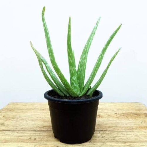 2nd Fresh Aloe Vera Plant leaves 5kg for herbel use and in medicinal for skin Aloe Vera Gel purpose Aloe Vera Gel – ایلویرہ جل