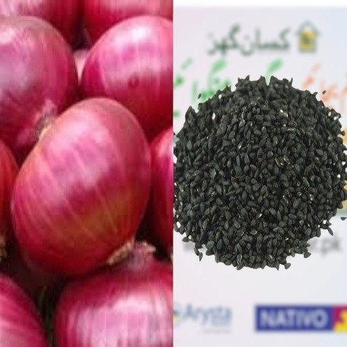 Onion Nasarpuri 1kg Open Seed Np Onion Seed Original Nasarpuri Seed nasurpuri