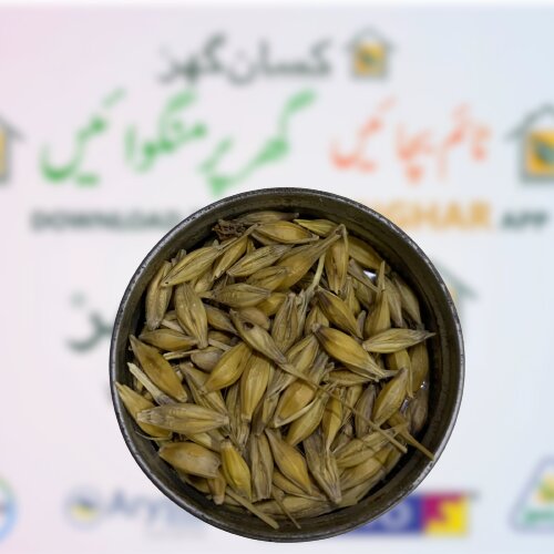 2nd Talbina-21 Barley Seeds Pack Size 5kg Talbina Seed Jo Ka Beej New Variety Evyol Group Combagro جو کی کاشت