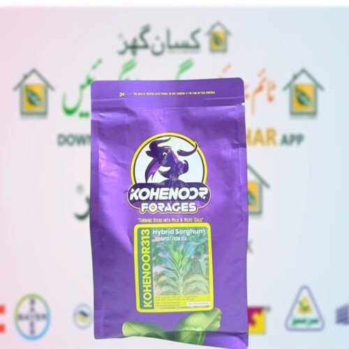 Kohenoor Jawar Seeds BMR 313 1KG for 4 Canal Sada Bahar best fodder crop of Multicut Fodder Turning Seed into Milk and gold Kohe e noor forages Dairy seeds Sorghum Sudan Grass