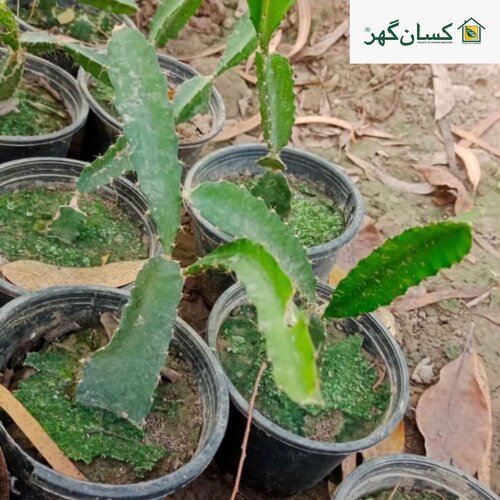 2nd Dragon Fruit Plant Sayam Red 3 Plant Or Colambia Red Or White Dragon