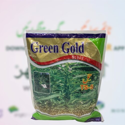 Sesame Seed Ts 5 1kg Green Gold Till Beej تل کا بیج