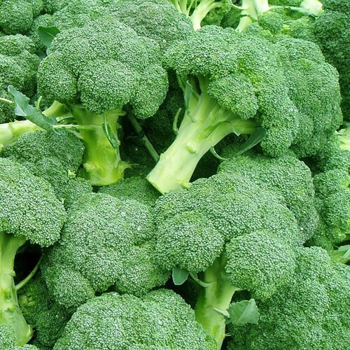 2nd Lucky F1 Bejo Broccoli Seeds 2500 Seeds in Packet Origin AU brokli beej cauliflower