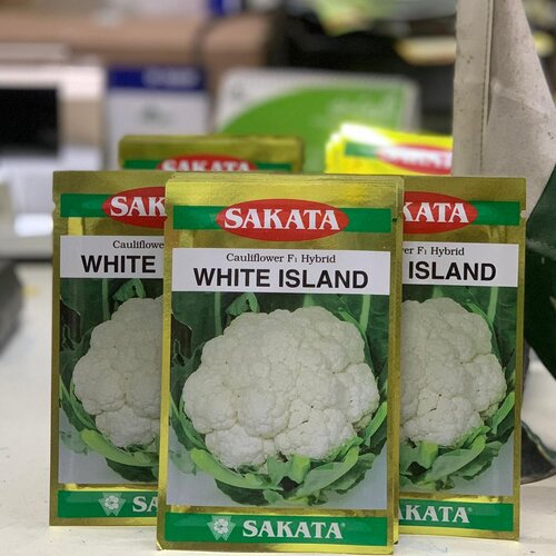 White Island Hybrid F1 Cauliflower Cabbage Sakata Seed 10gm Phool Gobi Beej