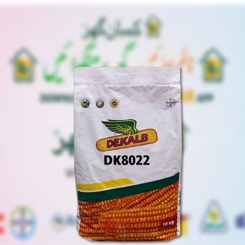 2nd DK 8022 Hybrid Corn Seed 35000 Kernels Dekalb Monsanto Maize Seeds موسمی مکئ ہائبرڈ