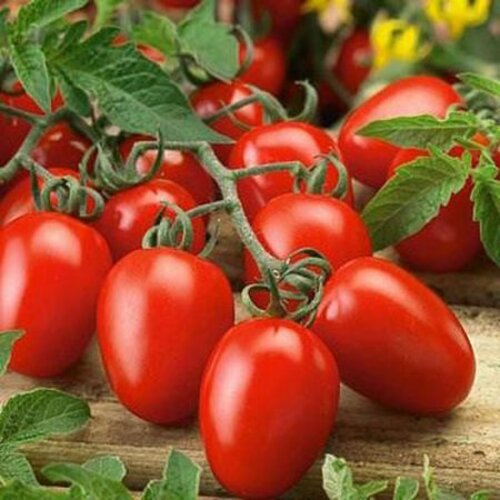2nd Tomato Rio Grande 100gm Op Imported Distributor Green Gold Tomato Seed