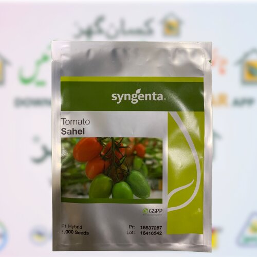 2nd Sahel Tomato Hybrid F1 Seed 1000 Seeds Syngenta Pakistan Limited Treated With Fludioxonil Imported Neherlands ٹماٹر کے بیج Bail Wala Tomato Climbing Tomato