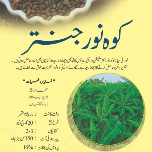 2nd Jantar 10kg Kohenoor Forages Koh e noor Janter Seeds Perfect For Fodder Dry Chara Fine Cut Variety Noorani Seeds Dairy Seeds