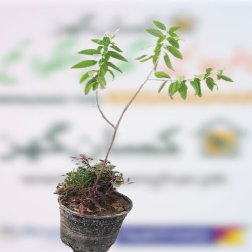 Sandalwood Tissue Culture Plants at Best Price in Hyderabad | A G Bioteck  Laboratories India Limited