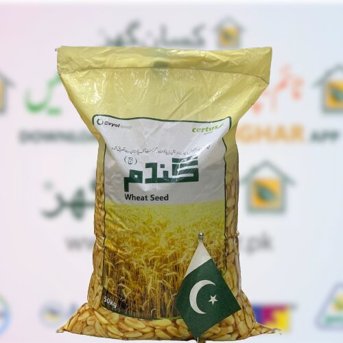 Champion 23 Wheat Seeds 50kg Evyol Group Combagro Kanzo  گندم کا بیج