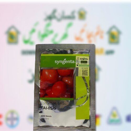 Tomato Hybrid TAI 1156 3000 Seeds F1 Syngenta Seeds 