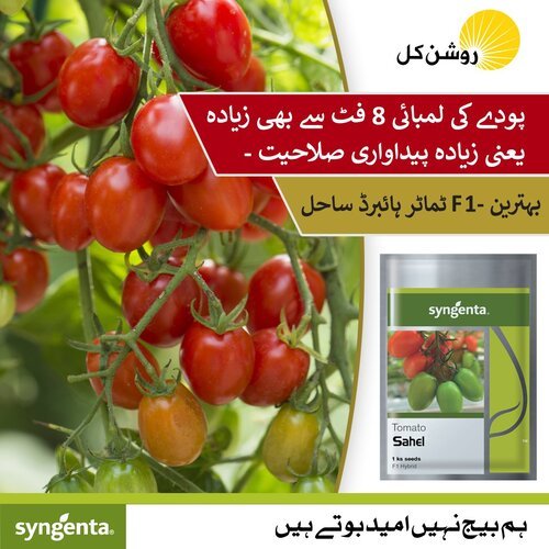 Sahel Tomato Hybrid F1 Seed 100 Seeds for kitchen gardening Syngenta Pakistan Limited Neherlands ٹماٹر کے بیج Bail Wala Tomato Climbing Tomato Seed Grow organic at home