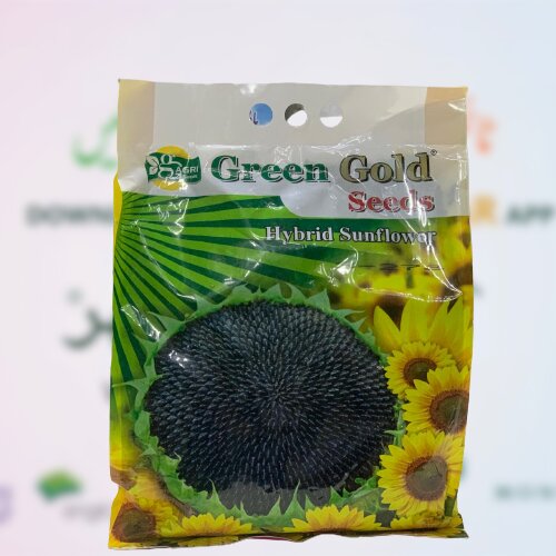 2nd Sunflower 2kg Hybrid Seed F1 Green Gold S-278 Sun Flower