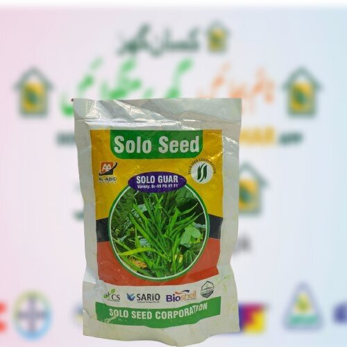Solo Guar Seed Hybrid F1 BR 99 PB 100gm Cluster Beans Seeds gawar/guar/guvar /gokarakaya/kotthavarai /kothamara Seed Solo Seeds Abid Crop Group