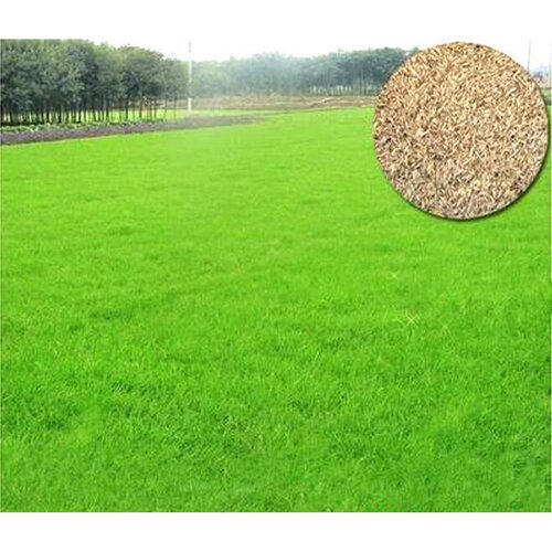 2nd Bermuda Grass Seed 100gm Evergreen By Menaco Nickerson-zwaan The Netherlands To Sows 10 Sq Meters For Home Garden Lawn Grass