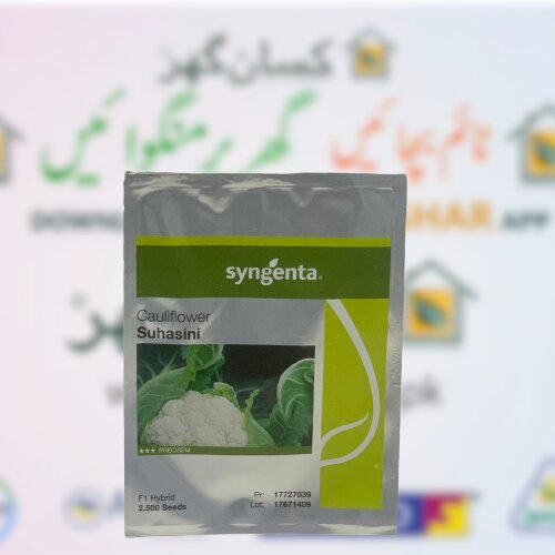 Suhasini 2500 Seeds F1 Hybrid Cauliflower Treated With Fludioxonil 2.5ks Syngenta Pakistan Limited Gobi Ka Beej