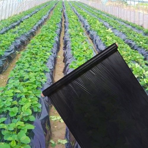 Black Ldpe Black Mulch Film Roll 20KG, 3feet width For Agriculture, Black Mulching Films To Control Weeds To Control Weeds ( 5000 Feet Almost ) Mulching sheet for plants Agri Plastics Kala shoper Best for vegetable farming