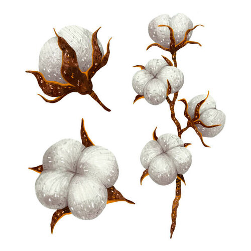 2nd Ckc 6 Cotton Seed 5kg Cultivation || Pink Free Cotton Seed || Glyphosate Free Cotton Seed Smart Seed Corporation Kappas Beej Kapas Ka Beej  New Variety کاٹن سیڈ کپاس بیج