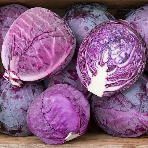 2nd Red Express F1 Hybrid Cabbage 10GM Days to Maturity 62 almost days Early Red Cabbage with Good Shap Asia Seed Imported Salad