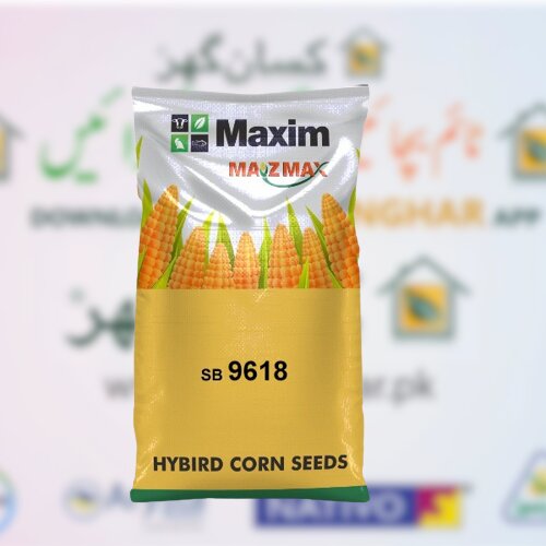 2nd SB 9618 Maxim Single Cross Hybrid Grain Corn Seed 35000 Kernels Per Acre Maxim Agri Spring Corn ہایبریڈ بیج بہار یہ مکئی