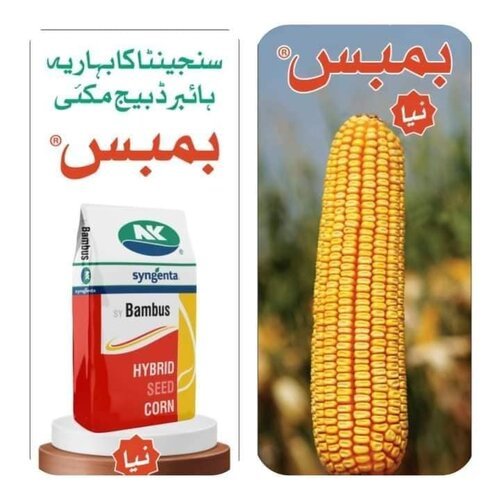 Original Bambus Corn Seed 1Bag for 1 acre 35000 kernels Best Hybrid Maize Seed for Silage, fodder and grains Syngenta Pakistan