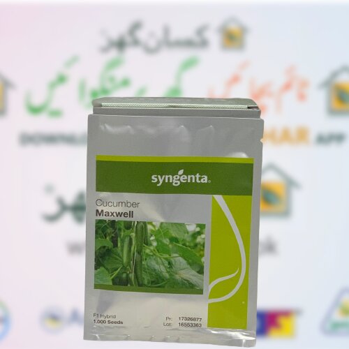 Maxwell Cucumber Hybrid F1 Seed 1000 Seeds Treated With Fludioxonil Syngenta Pakistan Limited Kheera کھیرا