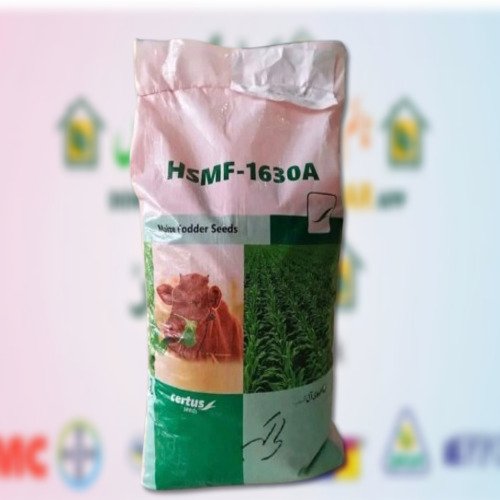2nd HSMF 1630A Certified 20kg Certus Seed Jumbo Size Maize Fodder Corn Maize Seed Chara Makai Best for Feed Silage Green Chara Evyol Group