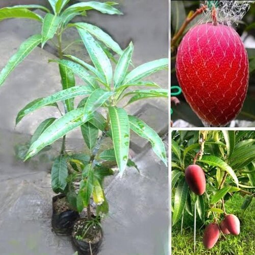 Miyazaki Mango Tree Plant 1 Pc Hybrid Grafted Japanese Sweet Red Miyazaki Mango Tree Fruit Plant World Most Expensive Sweet Mango Fruit Tree Home Garden Plant (Red Colour) Yarka Plants