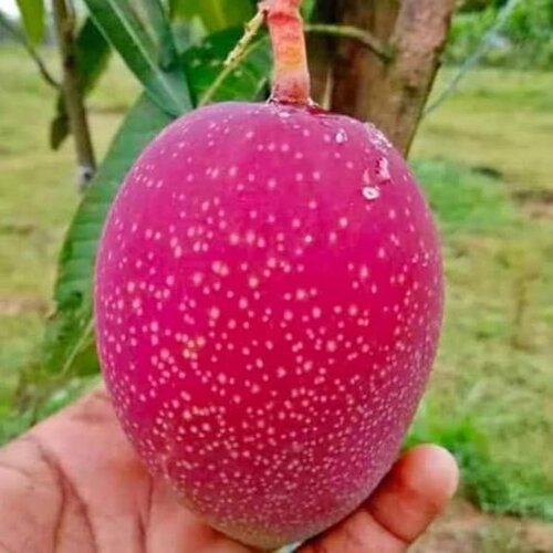 2nd Miyazaki Mango Tree Plant 1 Pc Hybrid Grafted Japanese Sweet Red Miyazaki Mango Tree Fruit Plant World Most Expensive Sweet Mango Fruit Tree Home Garden Plant (Red Colour) Yarka Plants