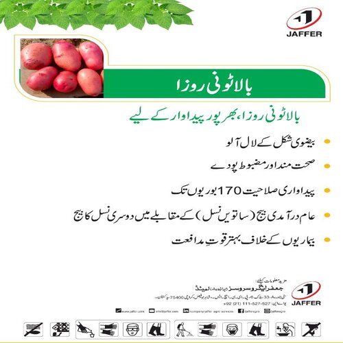 2nd Potao Seed 50kg Bala toni roza Red Potato seed Imported Certified A آلو کا بیج  Jaffer seeds Origin Europe PB 2 Generation 