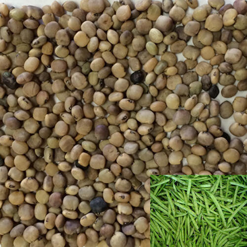 2nd Cluster Beans Seeds 2kg Gawar Guar Guvar Gokarakaya Kotthavarai Kothamara Seed Guwara Beej Gawar Seed
