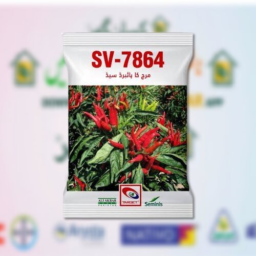 Hybrid Hot Pepper SV 7864 F1 10gm Seminis Seeds Ali akbar Chili Seed Chilli Seed