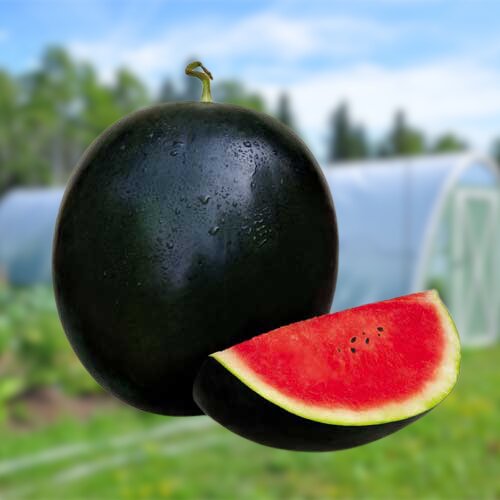 2nd Hybrid Watermelon Boss 50g Seeds F1 Round Agritech Green Gold Pvt Ltd