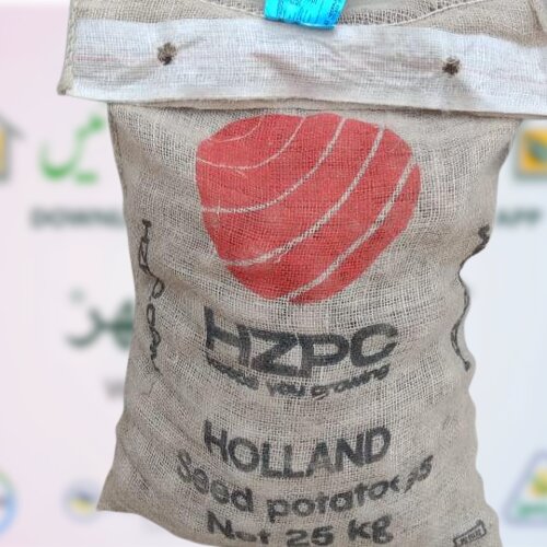 Potao Seed 25kg Hzpc Holland Seed Potato Imported Red Rosi Certified A آلو کا بیج Nak Nederland