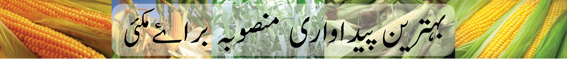 Plan for good cultivation of corn crop / Ø¨ÛØªØ±ÛŒÙ† Ù¾ÛŒØ¯Ø§ÙˆØ§Ø±ÛŒ Ù…Ù†ØµÙˆØ¨Û Ø¨Ø±Ø§Û“ Ù…Ú©Ø¦ÛŒ