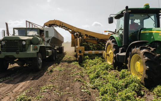SOILAGE types and prodction technology