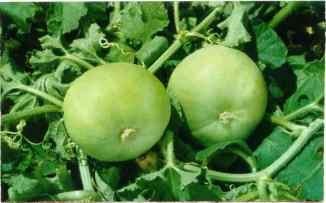 ٹینڈاAPPLE GOURD--- TEENDA  Production and protection Technology